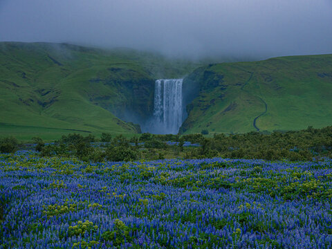 Summer view of the Skogafass in Iceland, with Lupines in front.