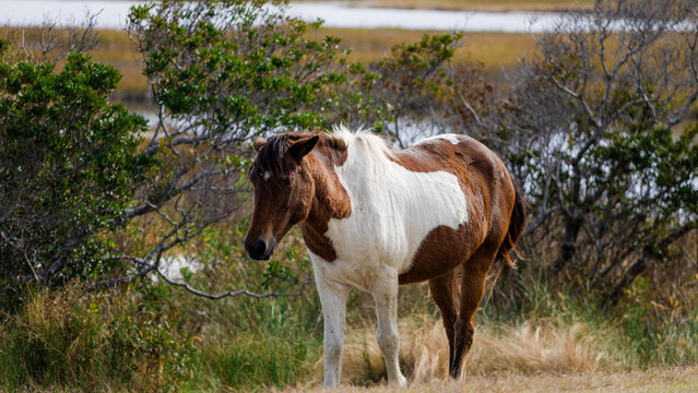 Assateague Island National Seashore wild horse