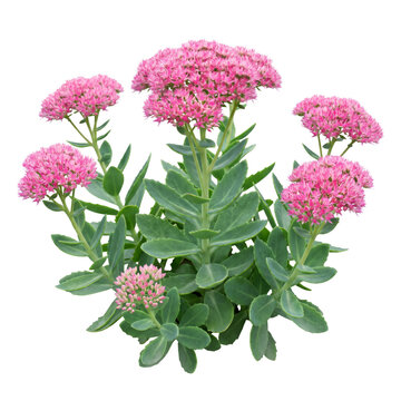 Vibrant Pink Autumn Joy Sedum Flowers with Green Succulent Leaves