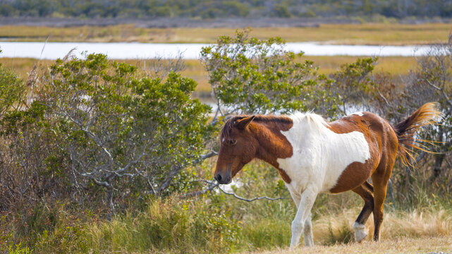 wild horse at Assateague Island National Seashore