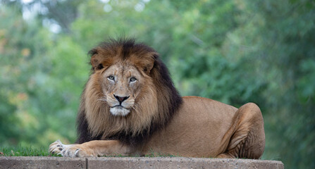 Male Lion Sitting and Making Eye Contact © Tiffany N. Hardy
