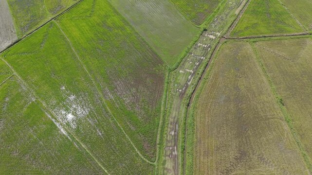 Overhead drone shot moving over green and golden rice fields split by an irrigation canal, ending on a river and dirt road in Mwea, Kenya.
