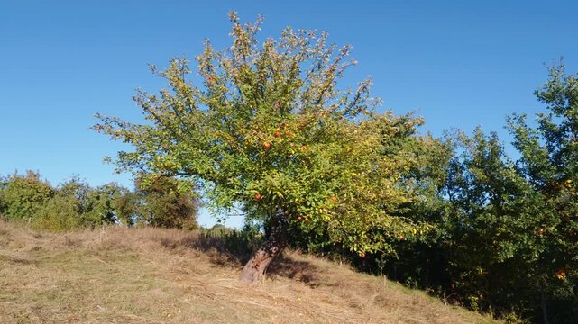 Autumn tree standing in an open rural landscape in Cacica, Romania, surrounded by vegetation and countryside.