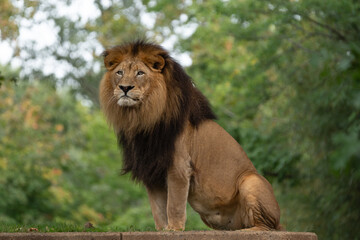 Male Lion Sitting and Making Eye Contact 2 © Tiffany N. Hardy