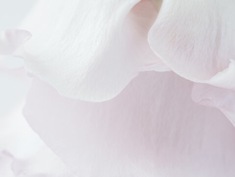 pink lisianthus petals close up with soft pink floral texture