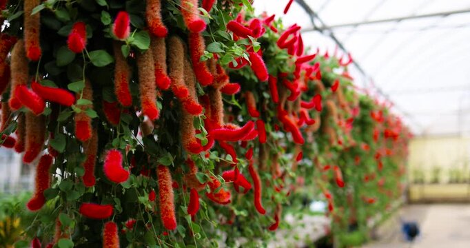 Vibrant Red Fuzzy Chenille Flowers (Acalypha Hispida) Hanging in a Greenhouse with Various Ornamental Plants