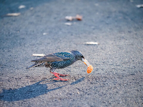 European starling clutching a piece of food on asphalt pavement. Ideal for urban wildlife articles, bird behavior stories, foraging concepts, and pest control publications.