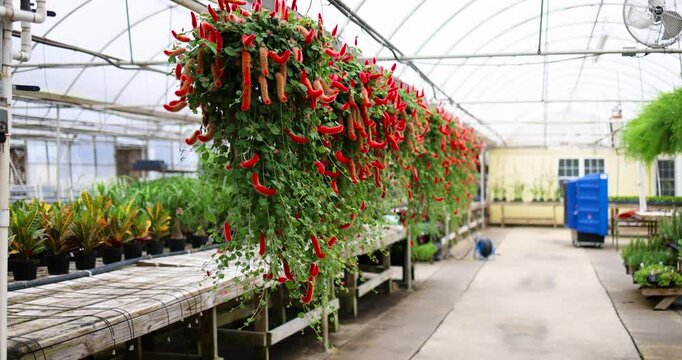 Vibrant Red Fuzzy Chenille Flowers (Acalypha Hispida) Hanging in a Greenhouse with Various Ornamental Plants