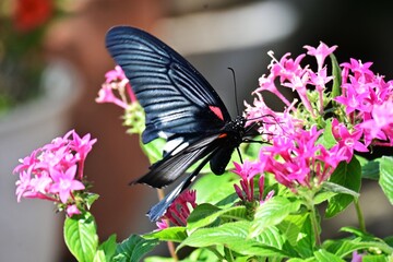Female Great Mormon (Papilio memnon). A large swallowtail butterfly found in Asia. While the males are black, the females feature elongated white spots on their hindwings. © tamu