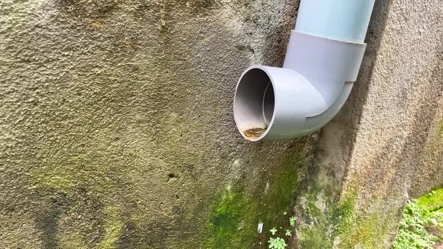 A grey plastic drainage pipe elbow attached to an old concrete wall. A close-up view of a PVC rainwater downspout outlet next to a weathered cement surface covered with green moss and small wild plant