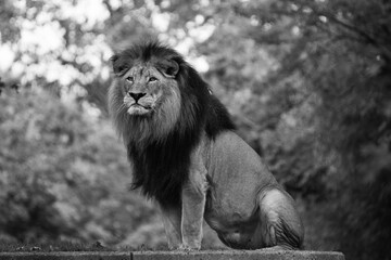 Male Lion Sitting and Making Eye Contact 2 in BW © Tiffany N. Hardy