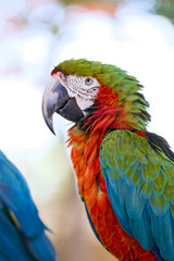 Close-up profile of a colorful scarlet macaw © Moiseii Production