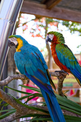 Two colorful macaws perched on a branch © Moiseii Production
