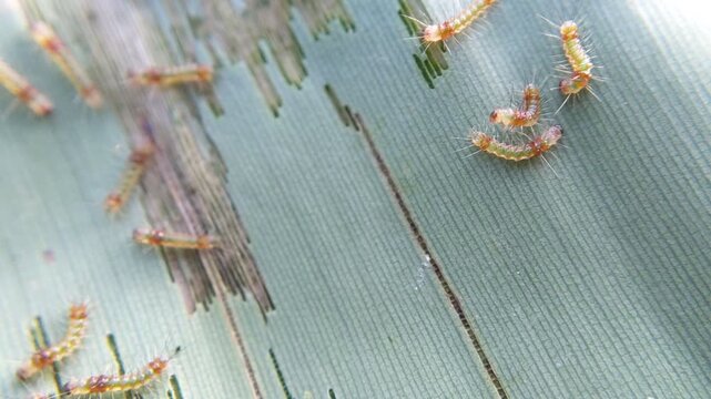 Macro of multiple small caterpillars insect eating away at a striped green banana leaves