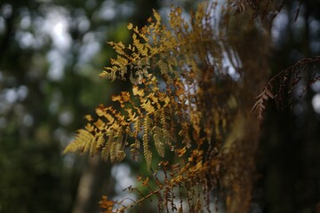 Golden fern fronds sway gently in soft forest light © Muhammad Azhar