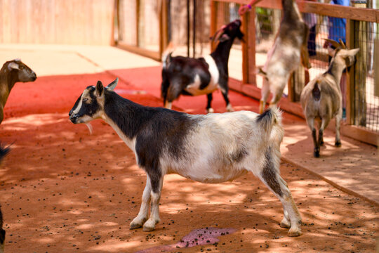 Black and white goat standing in a fenced enclosure at Gatorland
