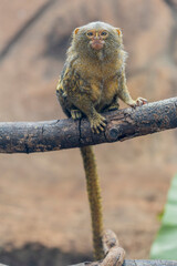 The western pygmy marmoset (Cebuella pygmaea) is a marmoset species, a very small New World monkey found in the northwestern Amazon rainforest in Brazil, Colombia, Ecuador, and Peru.  © Danny Ye