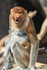 A young proboscis monkey (Nasalis larvatus) calls out, showing the species’ distinctive nose and expressive face. © Danny Ye