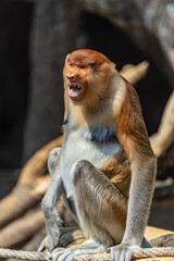 A young proboscis monkey (Nasalis larvatus) calls out, showing the species’ distinctive nose and expressive face. © Danny Ye