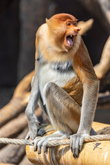 A young proboscis monkey (Nasalis larvatus) calls out, showing the species’ distinctive nose and expressive face. © Danny Ye