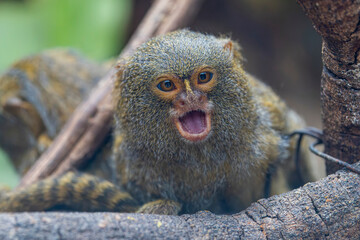 The western pygmy marmoset (Cebuella pygmaea) is a marmoset species, a very small New World monkey found in the northwestern Amazon rainforest in Brazil, Colombia, Ecuador, and Peru.  © Danny Ye