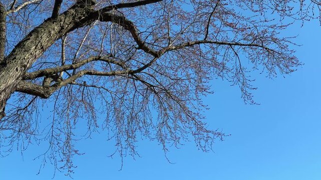 A bare tree with swollen buds in early spring
