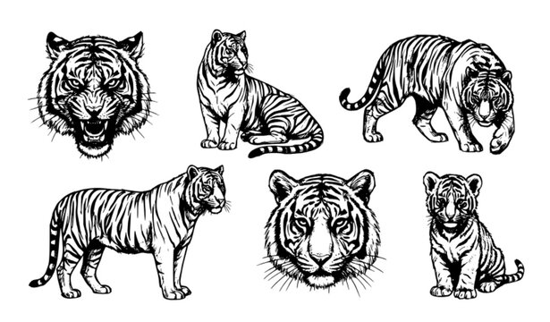 Hand Drawn Tiger Sketch Collection with Six Monochrome Wildlife Poses