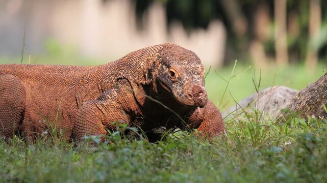 Komodo Dragon flick out their long, forked tongues to "taste" or "smell" the air to track food and navigate their surroundings