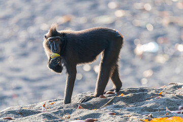 A Celebes crested macaque (Macaca nigra) rests in the rainforest of Tangkoko National Park, North Sulawesi, Indonesia. © Danny Ye