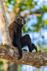 A Celebes crested macaque (Macaca nigra) rests in the rainforest of Tangkoko National Park, North Sulawesi, Indonesia. © Danny Ye