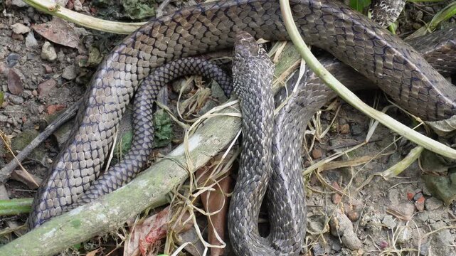 Snake swallowing another snake in the wild