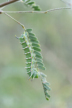 Hubbard's Silk Moth (Syssphinx hubbardi) caterpillar on host plant