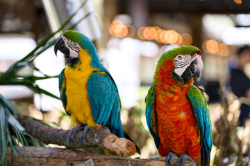 Blue and scarlet macaws perched on branches with bokeh background © Moiseii Production