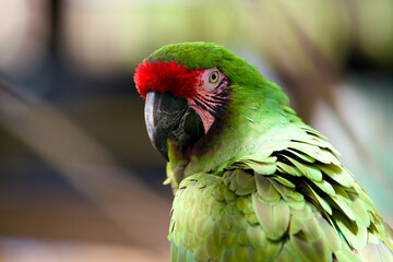 Close-up portrait of a green macaw with red forehead © Moiseii Production