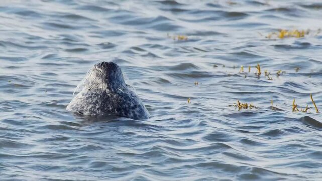 Close-up of a wild harbor seal (Phoca vitulina) bobbing in the wavy blue ocean near the coast of Iceland