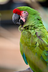 Close-up profile of a green macaw with red forehead © Moiseii Production