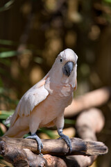 White cockatoo perched on a rustic branch © Moiseii Production