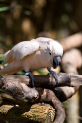 White cockatoo leaning forward on a branch © Moiseii Production