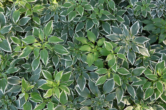 Full-frame background texture of dense Alstroemeria psittacina (Variegated Parrot Lily) groundcover showcasing ornamental green foliage with crisp white margins