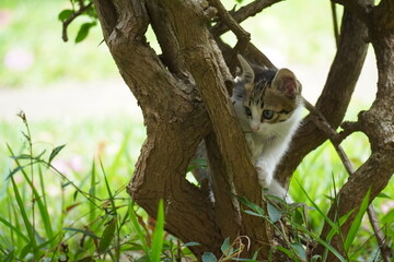 Fototapeta premium cat on tree