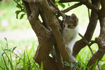 Fototapeta premium cat on tree