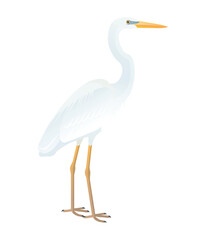 Fototapeta premium Isolated vector illustration of white morph Great Blue Heron also known as Great White Heron (Ardea herodias occidentalis) from the Ardeidae family. Long-legged, long-necked, freshwater, coastal birds
