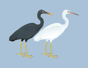 Fototapeta premium Isolated vector illustration of Pacific Reef-Heron or Eastern Reef Heron or Egret (Egretta sacra) from the Ardeidae family (herons, egrets, and bitterns). Long-legged, long-necked, freshwater, coastal
