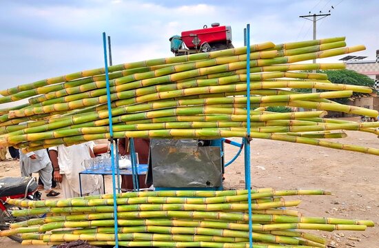 Fresh sugarcane stalks stacked on a mobile juice extraction machine