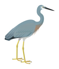 Fototapeta premium Isolated vector illustration of White-faced Heron (Egretta novaehollandiae), a species in the Ardeidae family (including herons, egrets, and bitterns). Long-legged, long-necked, freshwater, coastal