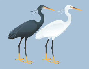 Fototapeta premium Isolated vector illustration of Indian Reef Heron or Egret (Egretta gularis schistacea) from the Ardeidae family (including herons, egrets, and bitterns). Long-legged, long-necked, freshwater, coastal