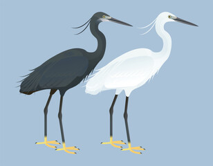 Fototapeta premium Isolated vector illustration of the West African subspecies of Western Reef-Heron or Western Reef Egret (Egretta gularis gularis) in the Ardeidae family. Long-legged, long-necked, freshwater, coastal 