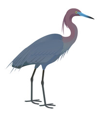 Fototapeta premium Isolated vector illustration of Little Blue Heron (Egretta caerulea), a species in the Ardeidae family (including herons, egrets, and bitterns). Long-legged, long-necked, freshwater, coastal birds.