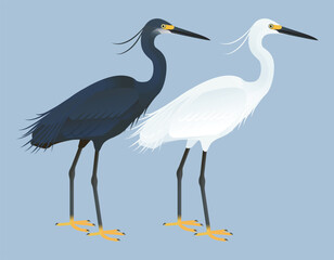 Fototapeta premium Isolated vector illustration of Dimorphic Egret (Egretta gularis dimorpha) from the Ardeidae family (including herons, egrets, and bitterns). Long-legged, long-necked, freshwater, coastal birds
