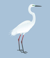 Fototapeta premium Isolated vector illustration of Eastern Great Egret (Ardea alba modesta), a species in the Ardeidae family (including herons, egrets, and bitterns). Long-legged, long-necked, freshwater, coastal birds